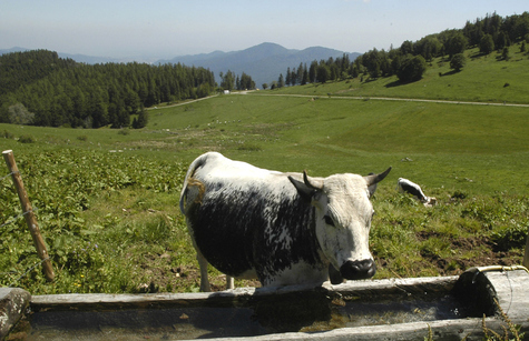 Vache sur les crètes vosgienne